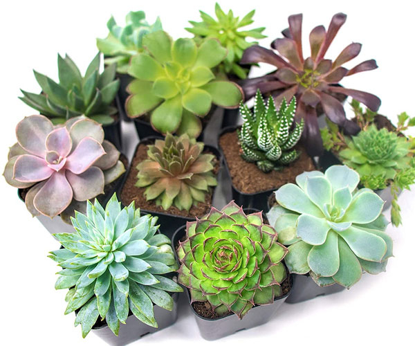 Low Maintenance Succulent Plants