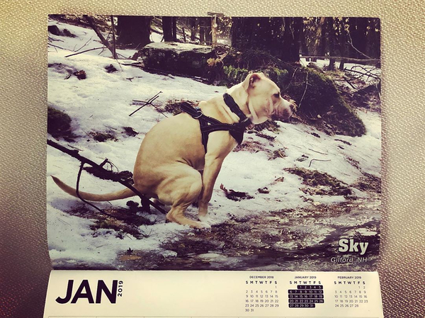 Pooping Pooches Calendar