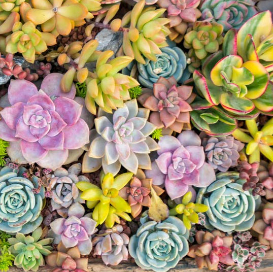 Assorted Live Succulent Plants