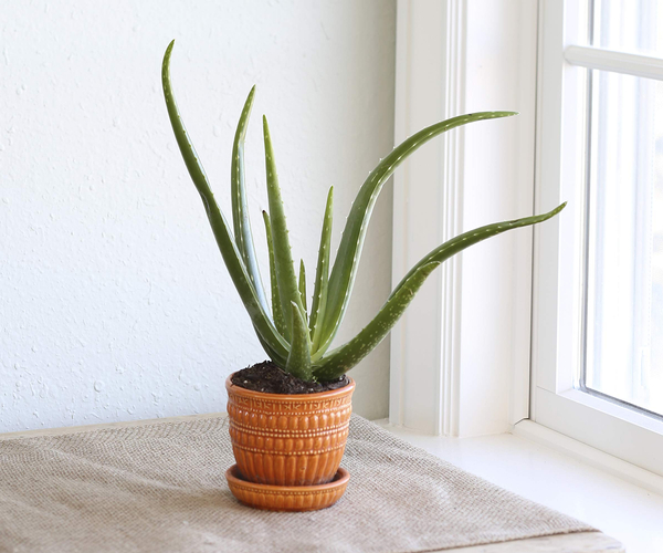 Potted Aloe Vera Plant