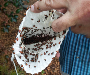 1500 Live Ladybugs