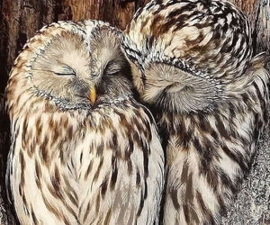 35 Unforgettable Owl Gifts For The Owl Lover In Your Life