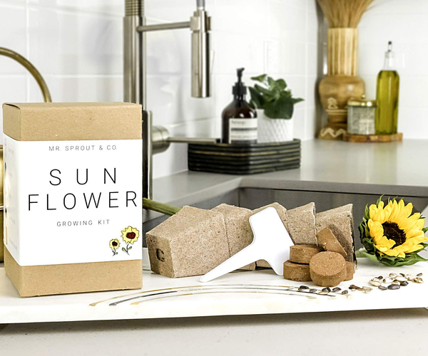 Mr. Sprout Sunflower Growing Kit