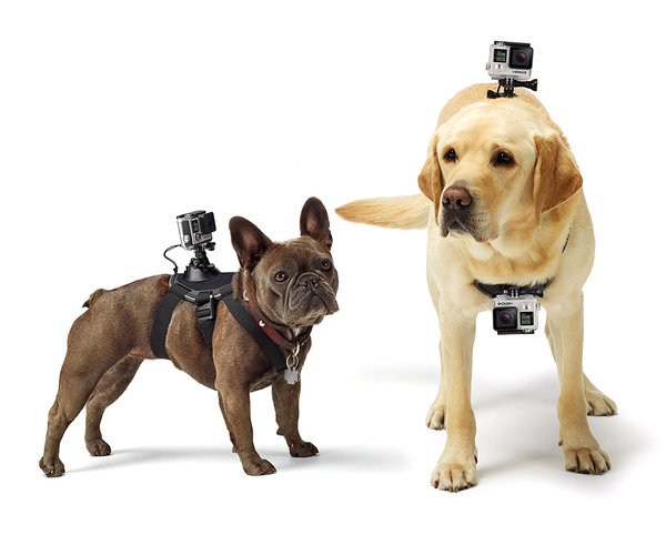 GoPro Mount for Dogs