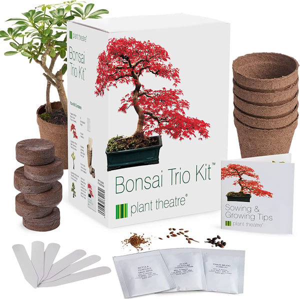 DIY Japanese Bonsai Tree Growing Kit