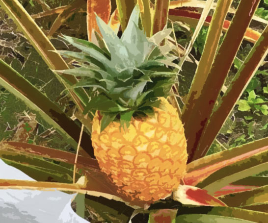 33 Unique Pineapple Gifts For Anyone Who Loves All Things Pineapple Themed