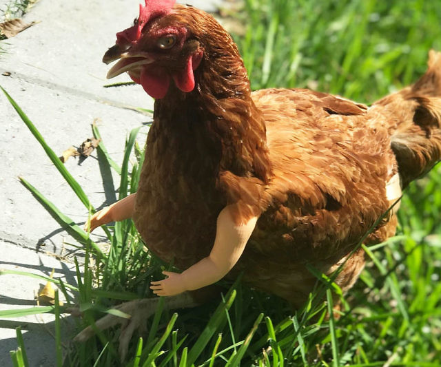 Chicken Arms