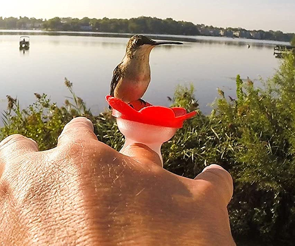 Hummingbird Feeder Ring