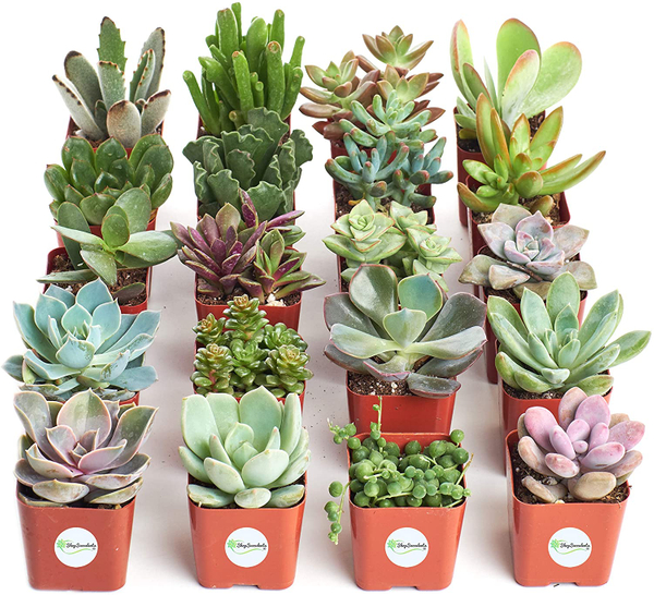 Live Succulent Plants