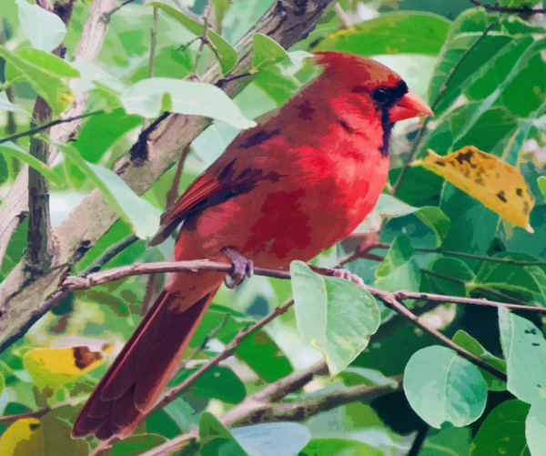 44 Sentimental Cardinal Gifts For Anyone Who Just Loves Cardinals