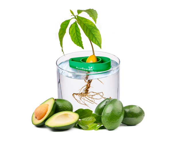 AvoSeedo Avocado Growing Kit
