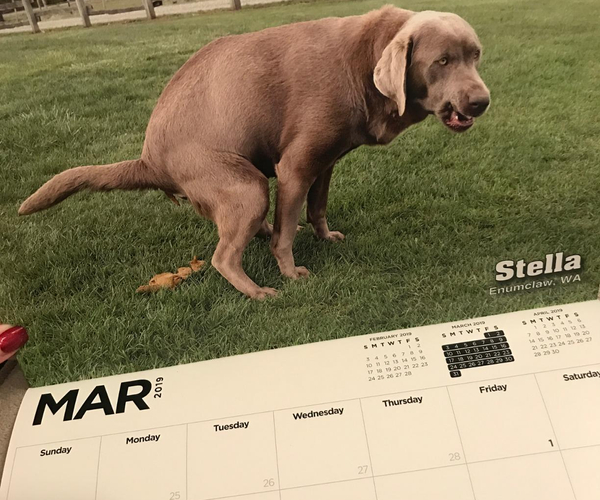 Pooping Pooches Calendar