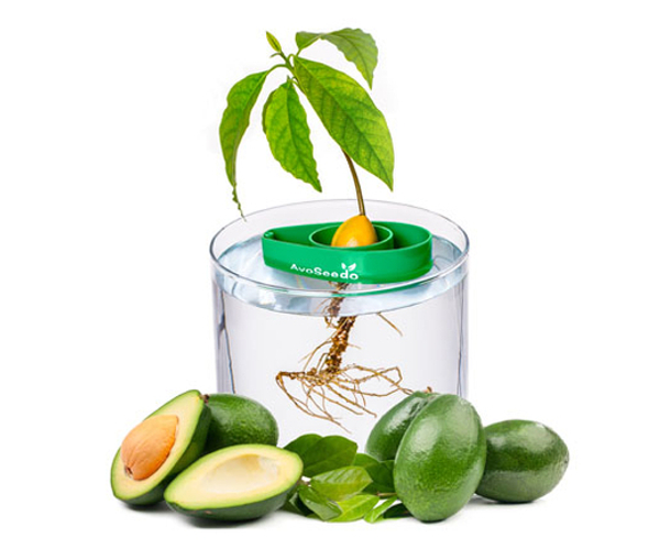 AvoSeedo Avocado Tree Growing Kit