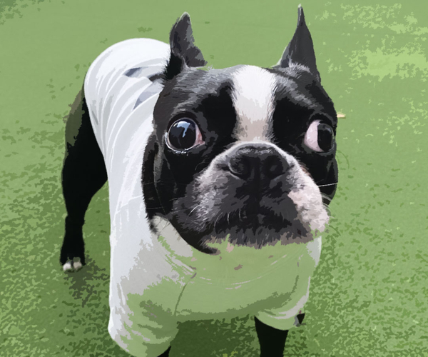 33 Amazing Boston Terrier Gifts For Anyone Who Really Loves Boston Terriers