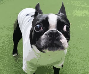 33 Amazing Boston Terrier Gifts For Anyone Who Really Loves Boston Terriers