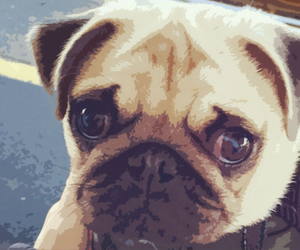33 PAW-Some Pug Gifts For Anyone That Just Loves Pugs