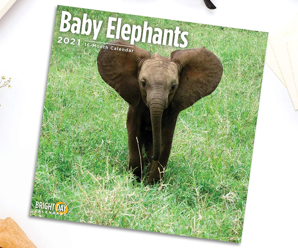 Baby Elephants Wall Calendar