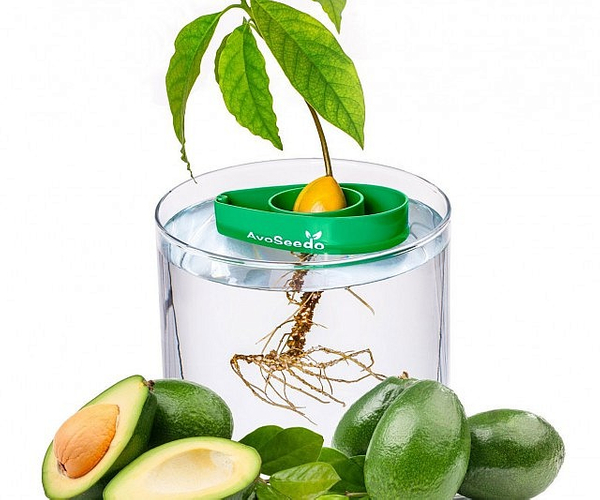 Avocado Tree Growing Kit