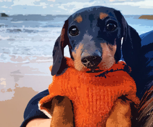 27 Delightful Daschund Gifts For Anyone Who Just Loves Wiener Dogs