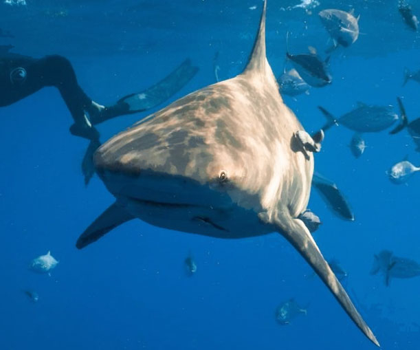 35 Amazing Shark Gifts For Anyone Who Just Loves Everything About Sharks