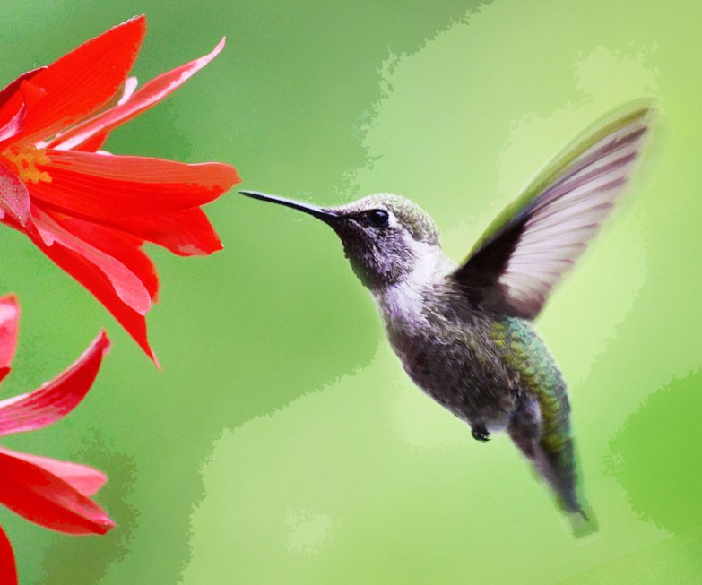 51 Amazing Hummingbird Gifts For Anyone Who Just Loves Hummingbirds