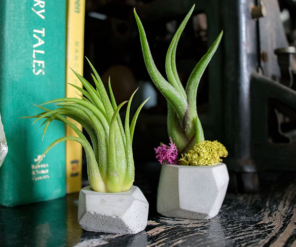 Low Maintenance Plants