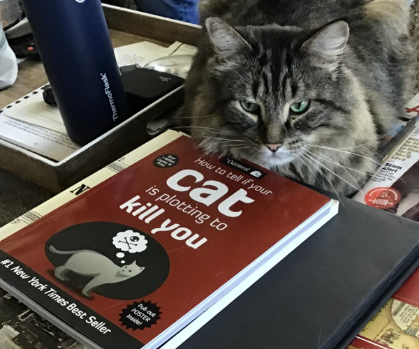 How to Tell If Your Cat Is Plotting to Kill You