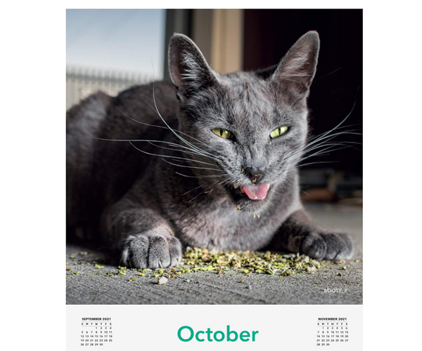 Cats on Catnip Wall Calendar