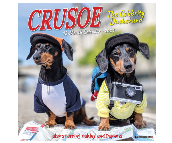 Crusoe the Celebrity Dachsund