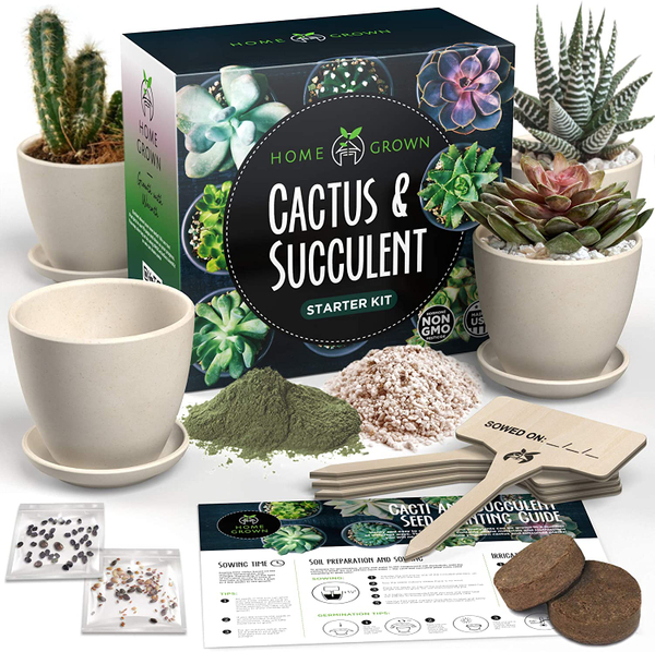 Cactus & Succulent Starter Kit