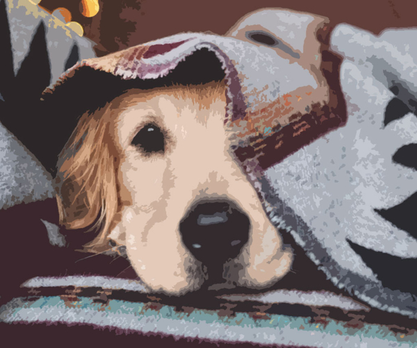 25 Expertly-Chosen Gifts For Dog Lovers That Are Paw-sitively Amazing