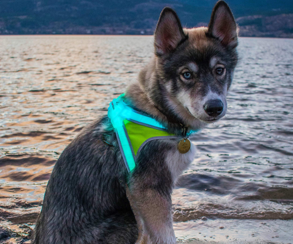Noxgear LightHound LED Harness