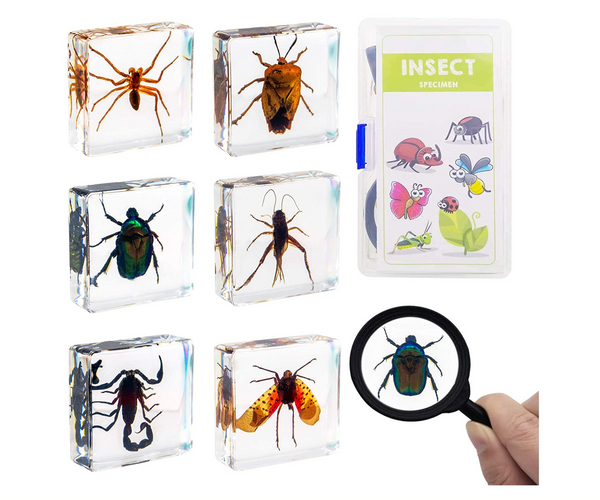 Insect Specimen Kit