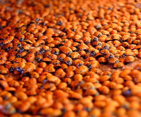 Big Box Of Ladybugs
