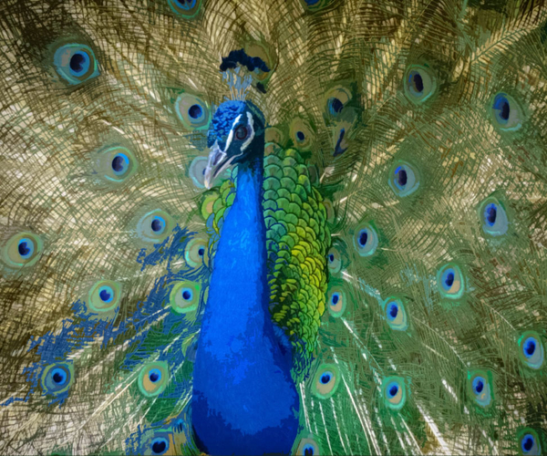 47 Visually Striking Peacock Gifts As Opulent And Exquisite As The Bird Themselves