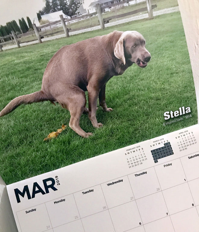 Pooping Pooches Calendar
