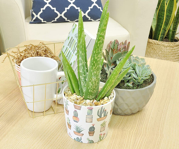Aloe Plant