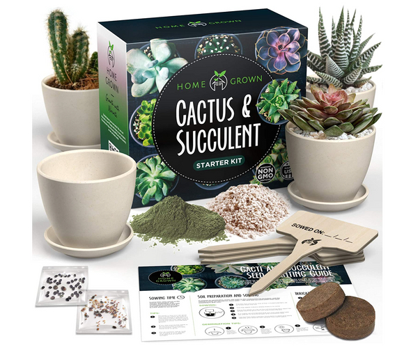 Grow Your Own Succulent Kit