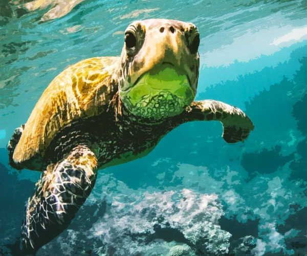 27 Wonderful Turtle Gifts Guaranteed To Make A Splash With Any Turtle Lover