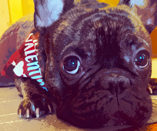 27 French Bulldog Gifts That'll Make Any Frenchie Lover Say 