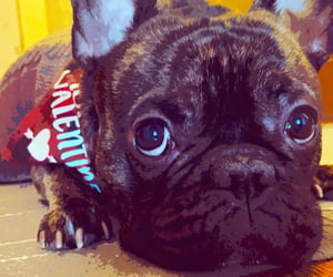 27 French Bulldog Gifts That'll Make Any Frenchie Lover Say 