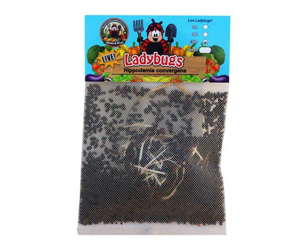 1500 Live Lady Bugs
