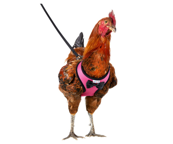 Chicken Harness