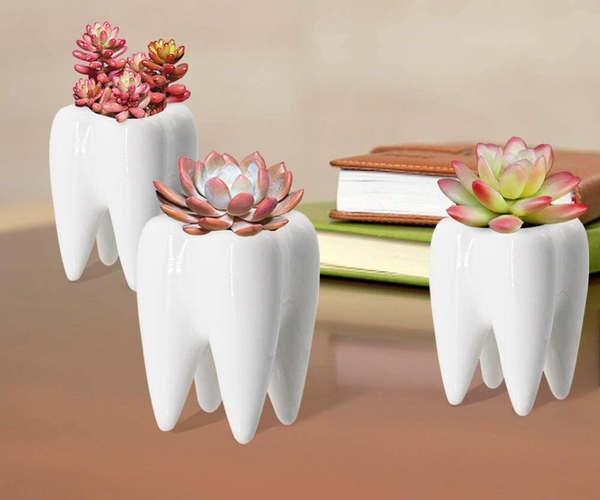 Modern Molar Succulent Planter