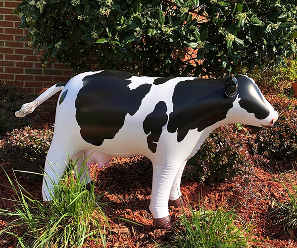 Inflatable Cow