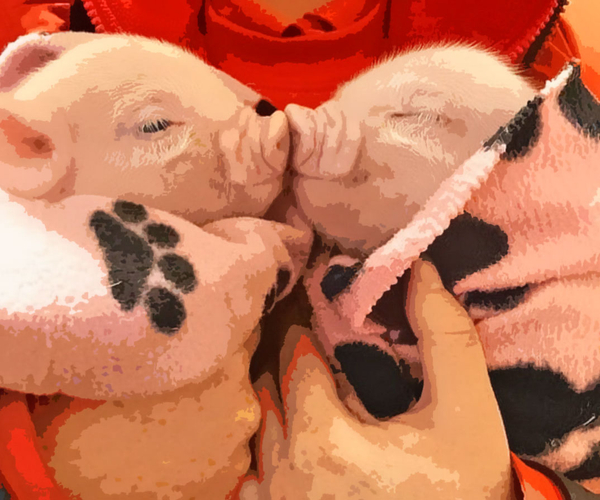 33 Amazing Pig Gifts Perfect For Animal Lovers And Farmers Who Just Love The Jolly Pink Porkers