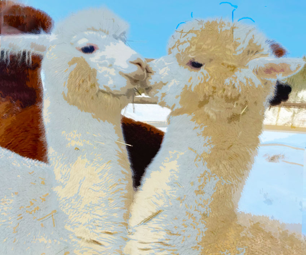 41 Totally Cute Llama Gifts That Are No-Drama And No Prob-Llama For People Who Love Llamas