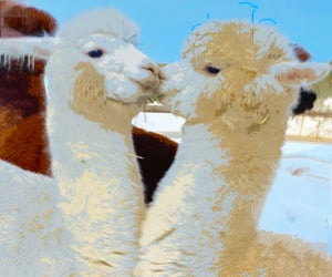 41 Totally Cute Llama Gifts That Are No-Drama And No Prob-Llama For People Who Love Llamas