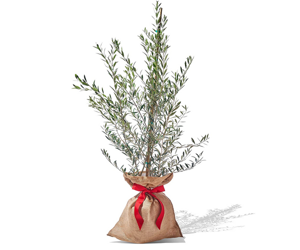 Plant-o-Gram Indoor Tree