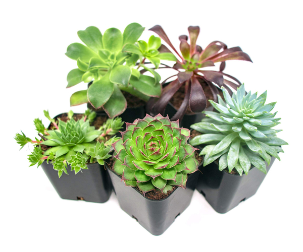 Low Maintenance Succulent Plants